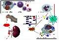 Mcanisme anmiant des cytokines inflammatoires 